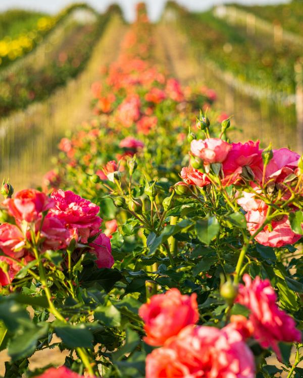 Organic Roses