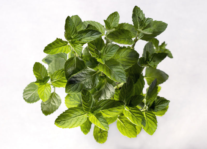 Spearmint Essential Oil