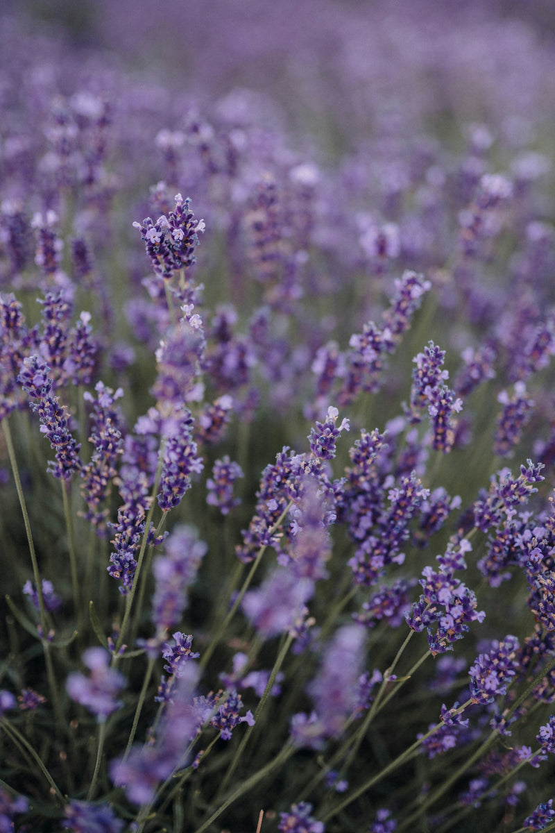 Lavender Essential Oil