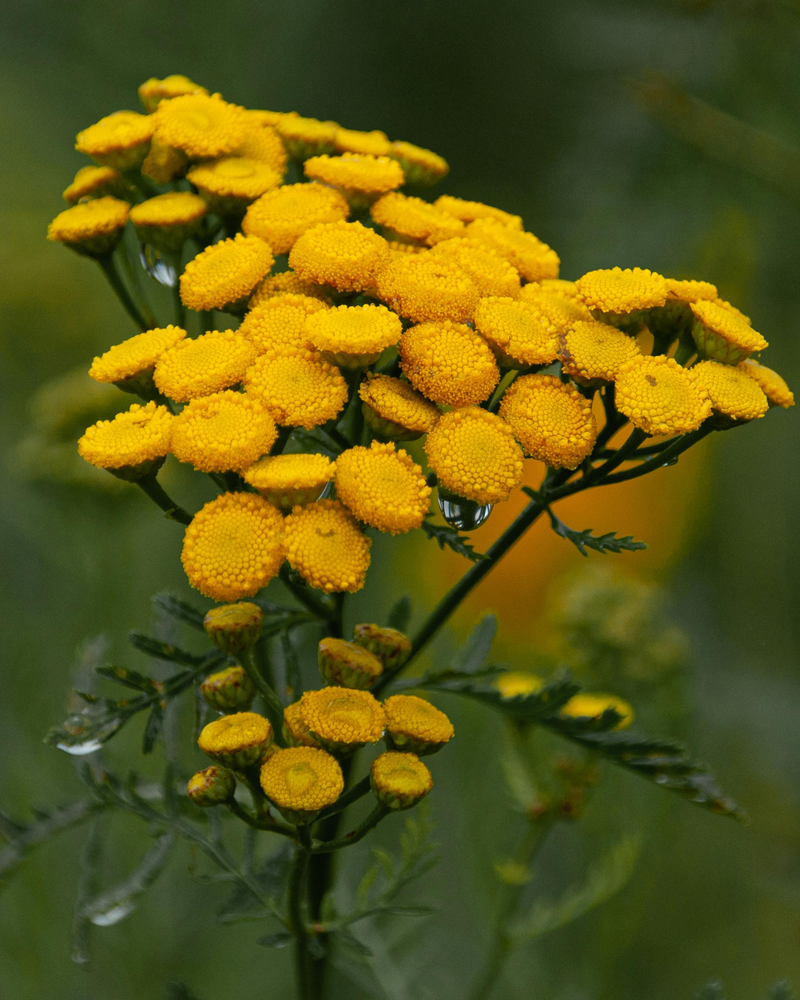 Blue Tansy